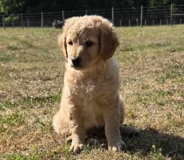 Goldendoodle Puppies in the Triangle Area: Finding the Perfect Family Companion goldendoodle puppies Triangle area